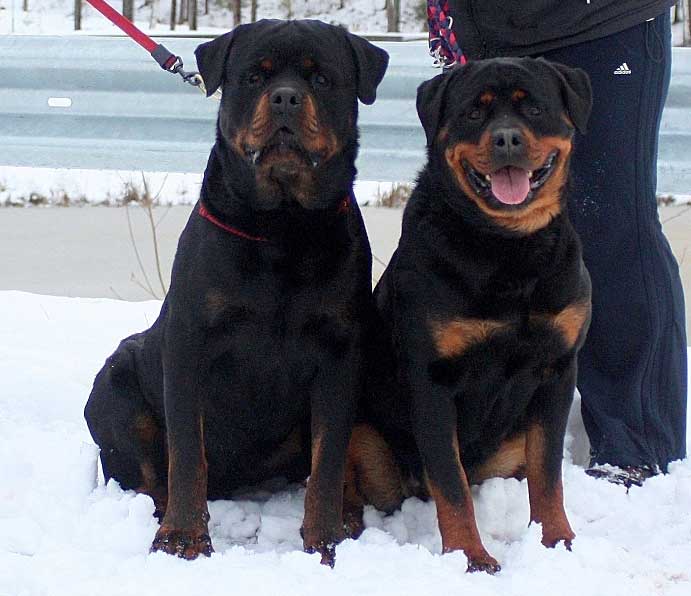 russian rottweiler puppies for sale